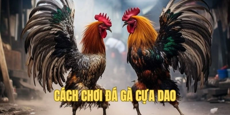 Hiểu đúng về cách chơi cựa dao