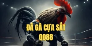 Đá gà cựa sắt QQ88